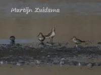 Krombekstrandloper [Calidris ferruginea]